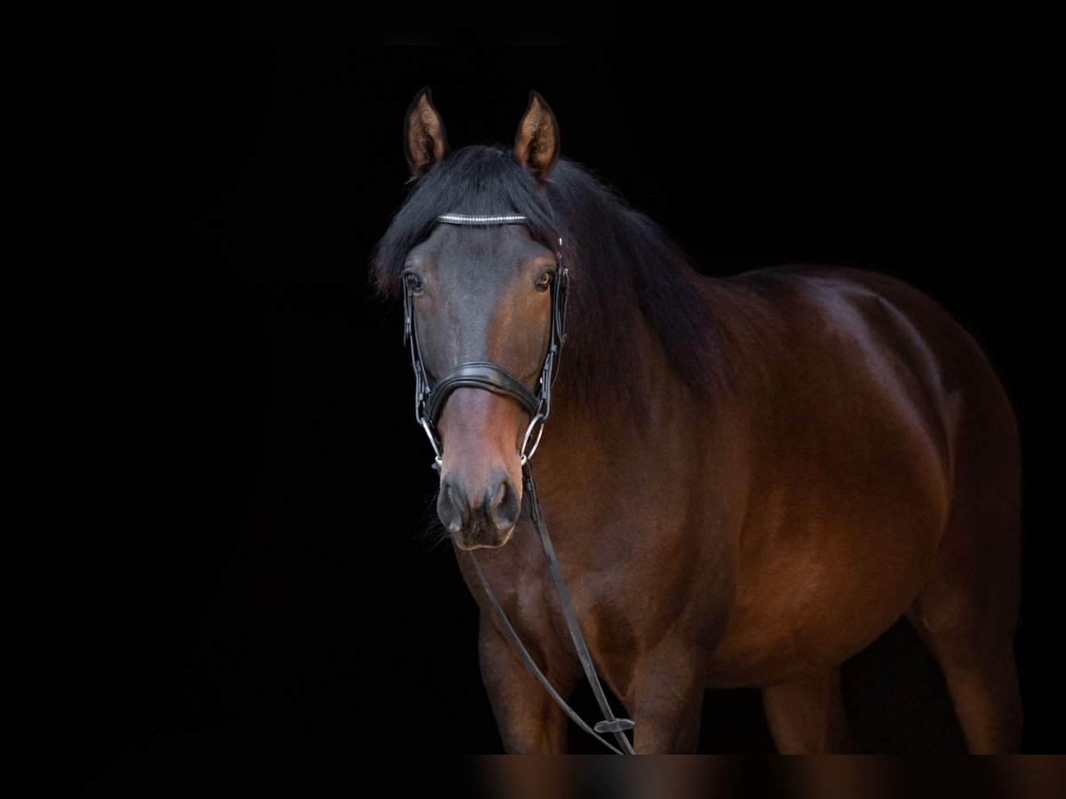 Lusitanos Wallach 8 Jahre 158 cm Brauner in Allensbach