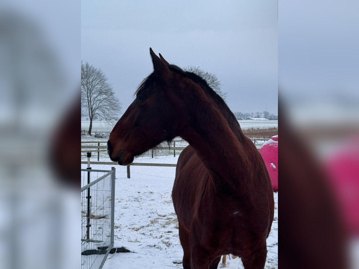 Lusitanos Wallach 8 Jahre 160 cm Dunkelbrauner in Ganderkesee