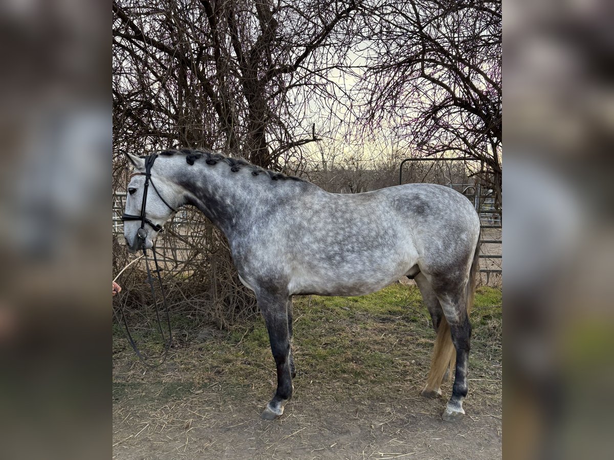 Lusitanos Wallach 8 Jahre 165 cm Apfelschimmel in Süssenbrunn