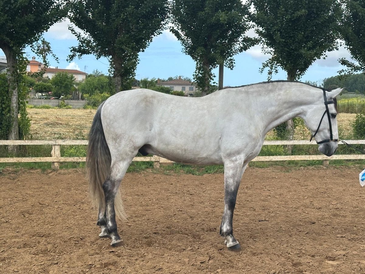 Lusitanos Wallach 8 Jahre 165 cm Schimmel in Latina