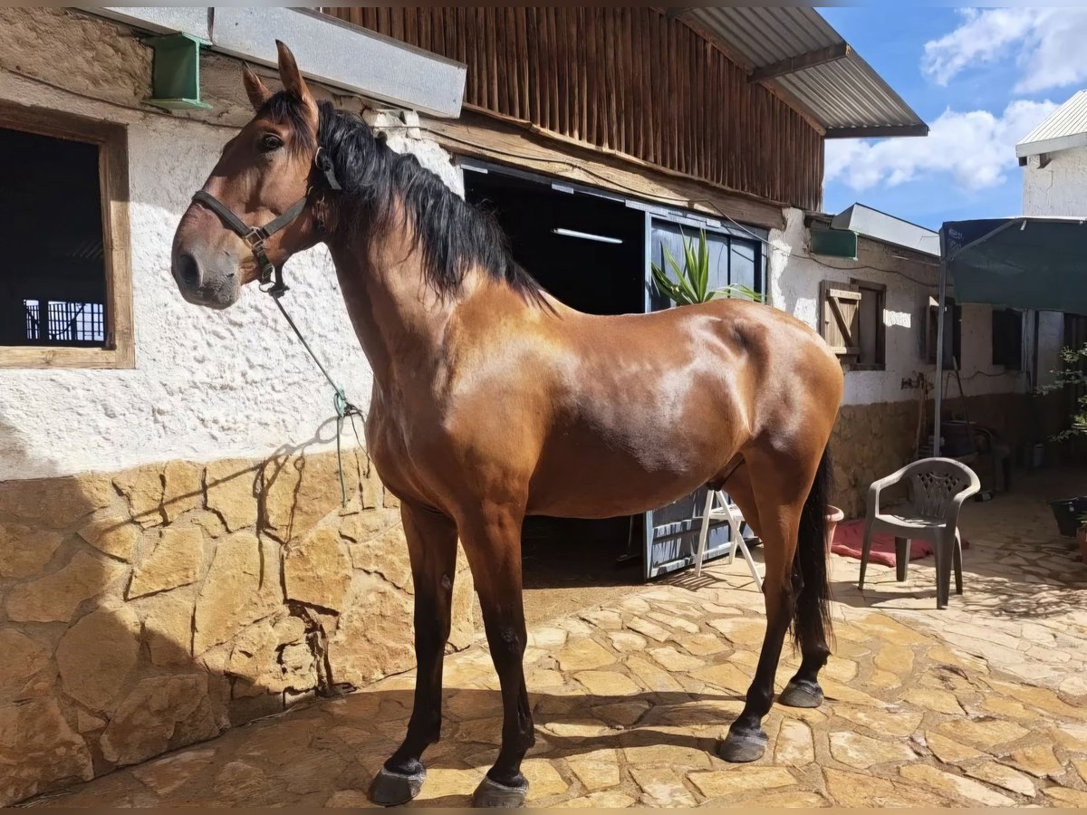 Lusitanos Wallach 8 Jahre 171 cm Hellbrauner in Gojar