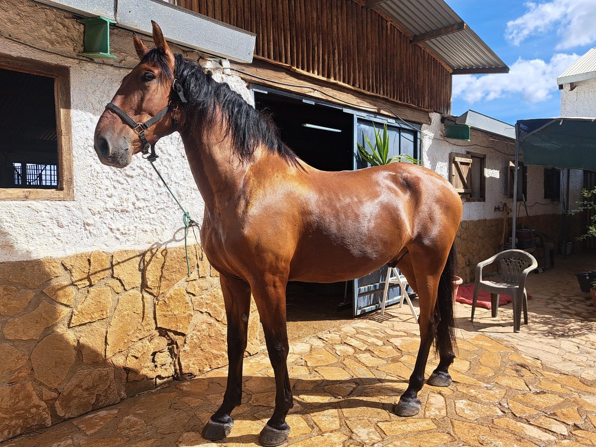 Lusitanos Wallach 8 Jahre 171 cm Hellbrauner in Granada