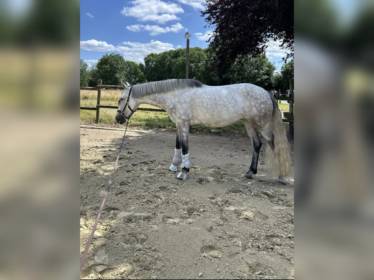 Lusitanos Wallach 8 Jahre in Pulheim