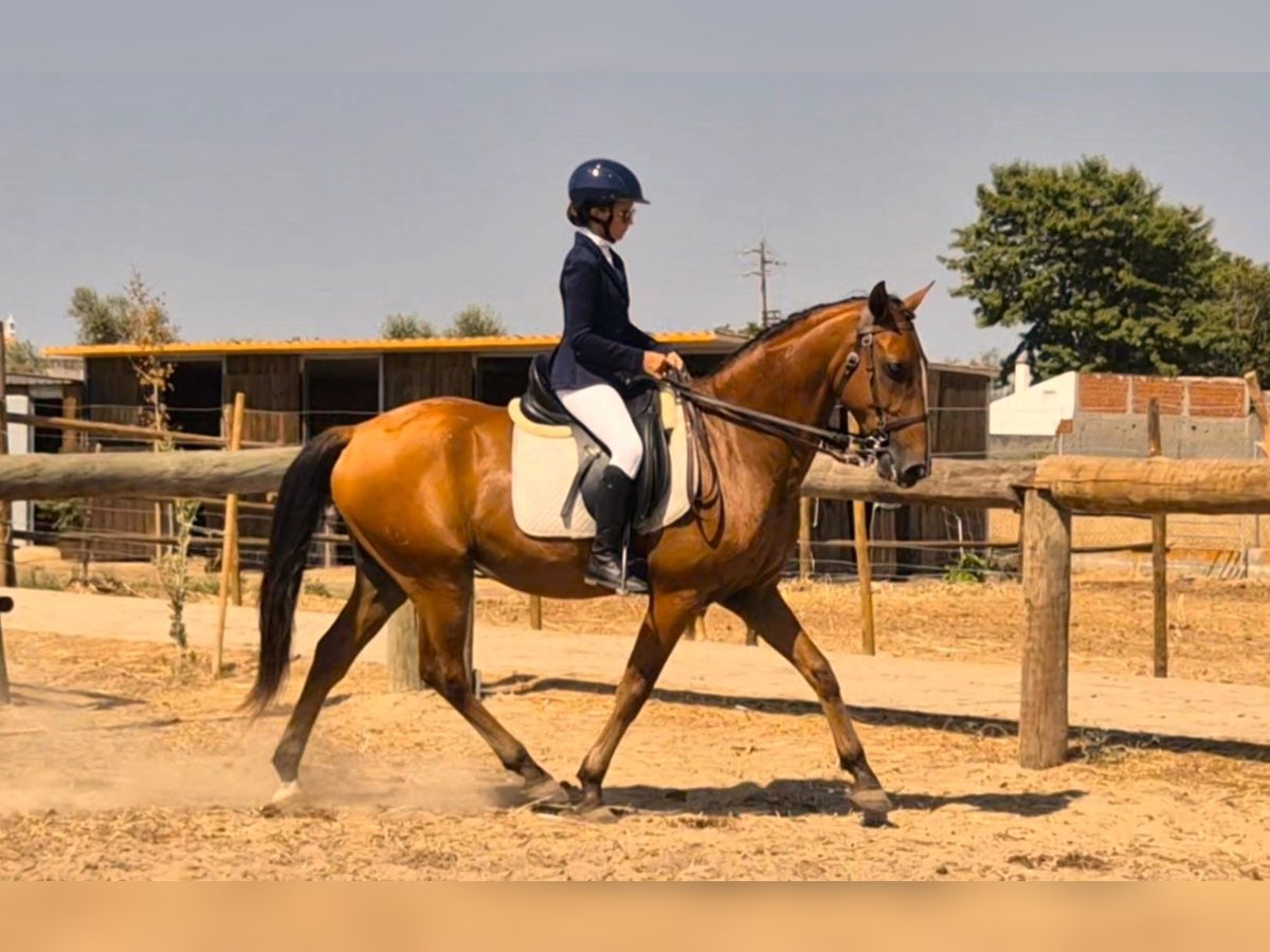 Lusitanos Wallach 9 Jahre 157 cm Brauner in Samora Correia