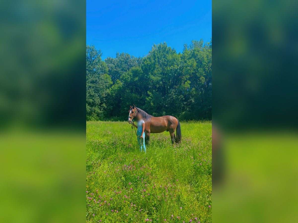 Lusitanos Wallach 9 Jahre 158 cm Dunkelbrauner in Saint-Trinit