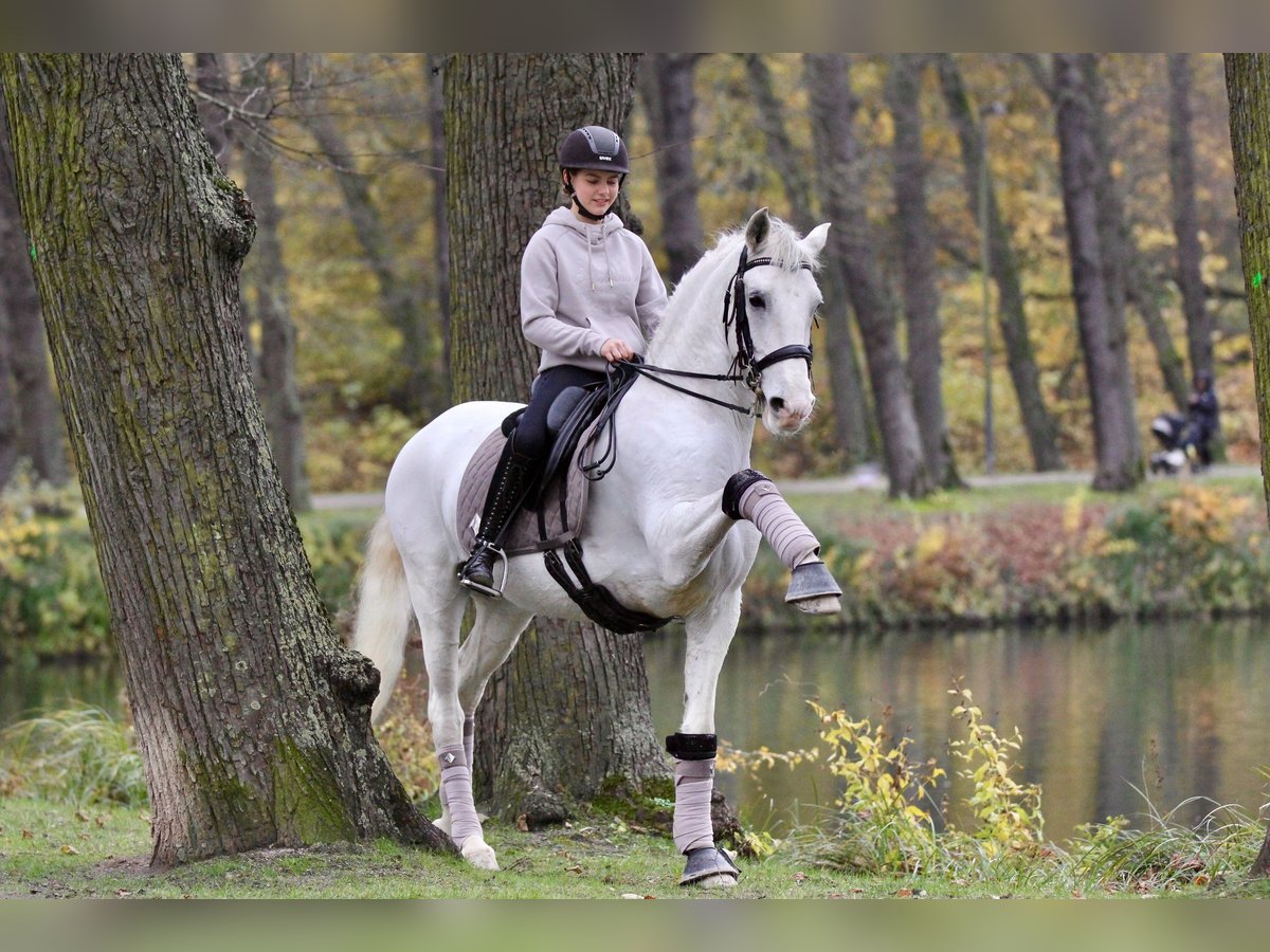 Lusitanos Wallach 9 Jahre 158 cm Schimmel in Hennef