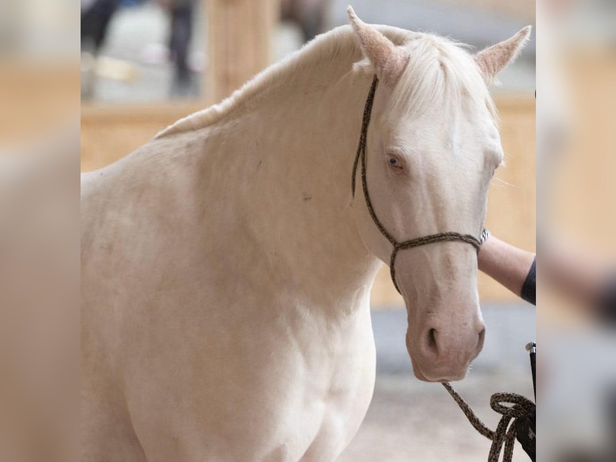 Lusitanos Wallach 9 Jahre 159 cm Cremello in Neuried