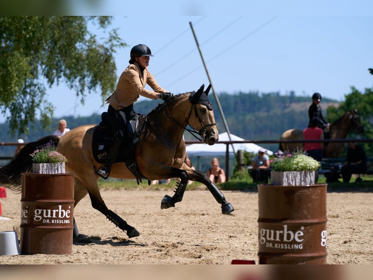 Lusitanos Wallach 9 Jahre 160 cm Falbe in Neu-Anspach