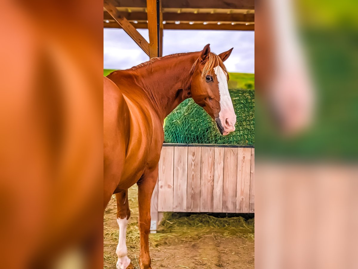 Lusitanos Wallach 9 Jahre 162 cm Fuchs in Sprendlingen