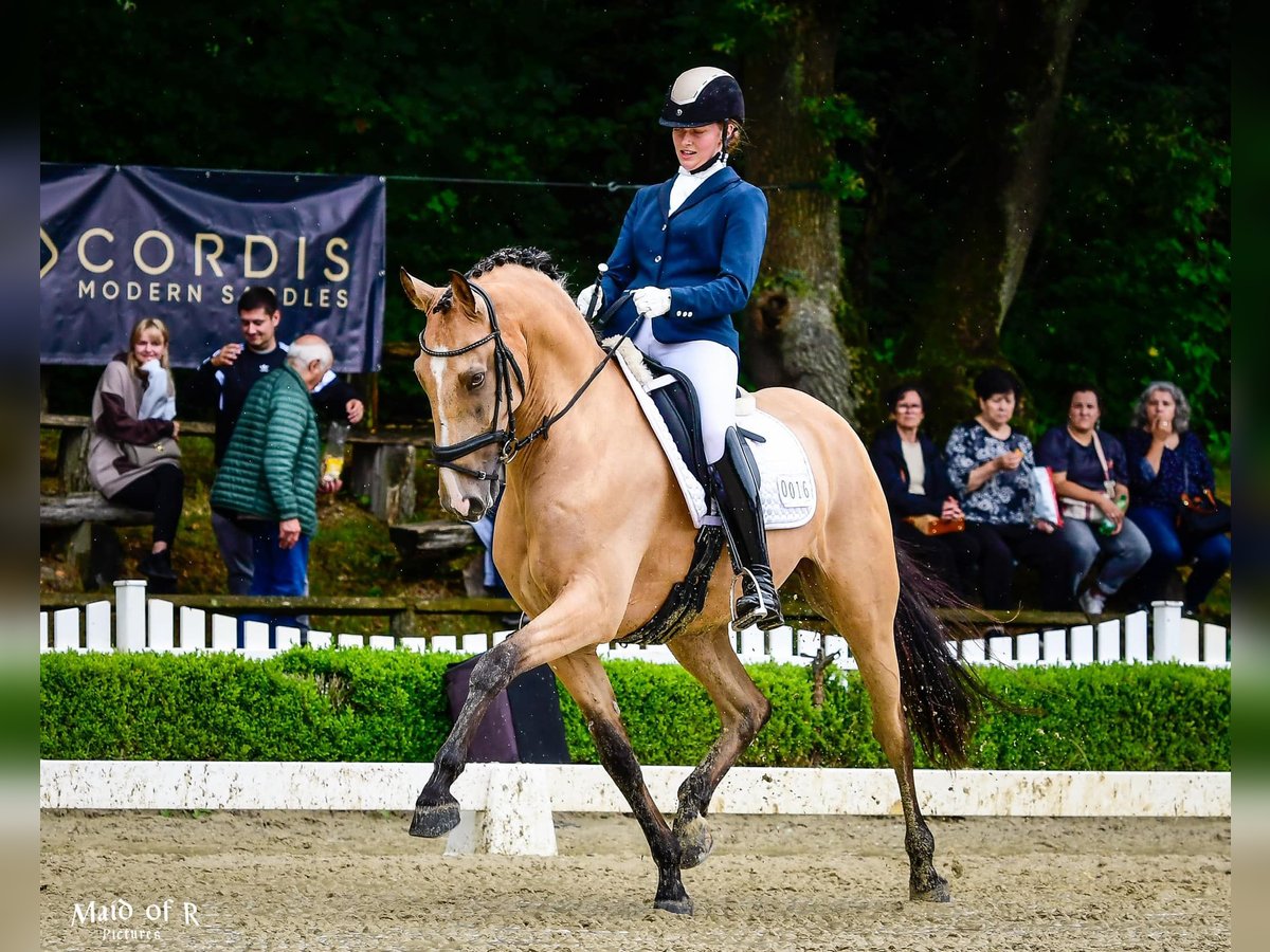 Lusitanos Wallach 9 Jahre 168 cm Buckskin in Gräfelfing