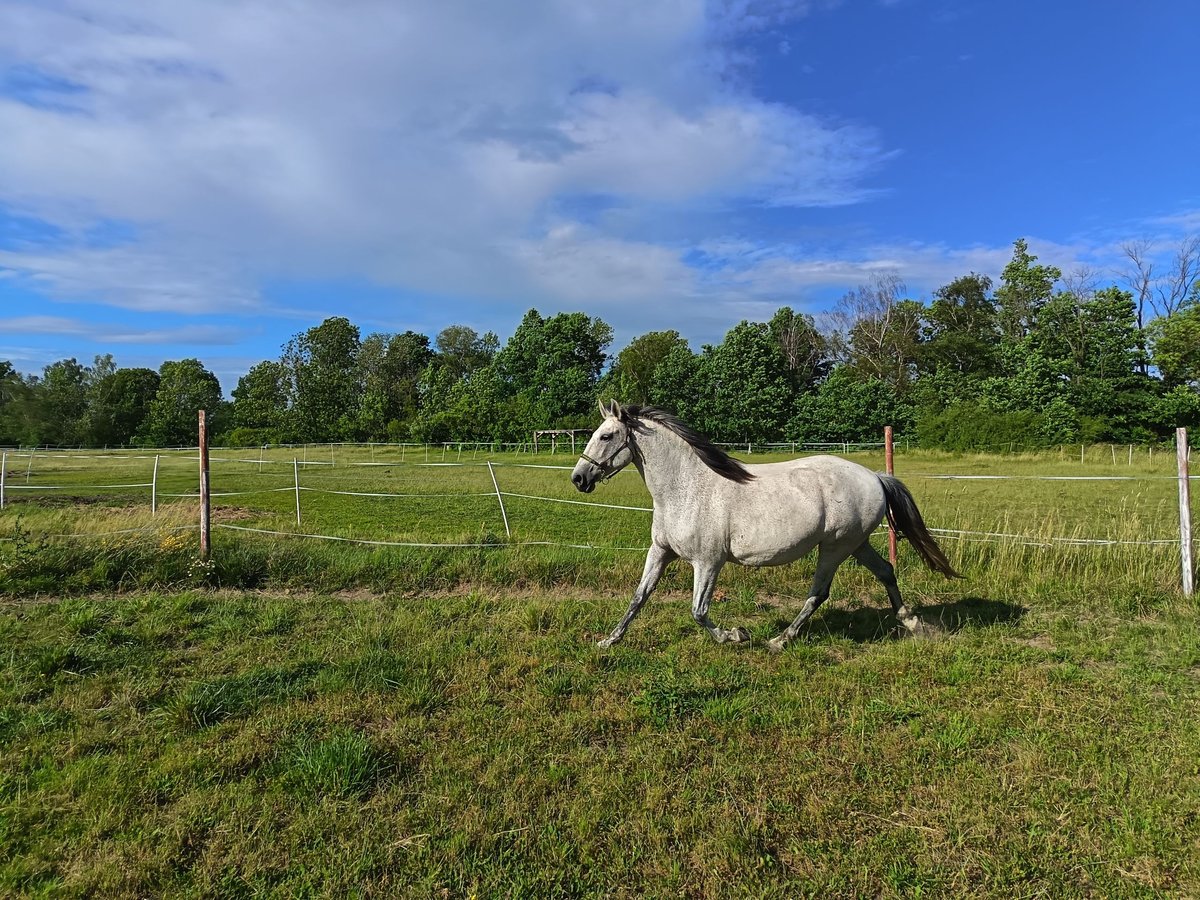 Lusitanos Yegua 10 años 164 cm White/Blanco in Jankov