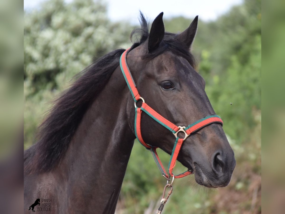 Lusitanos Yegua 13 años 156 cm Castaño oscuro in Menorca