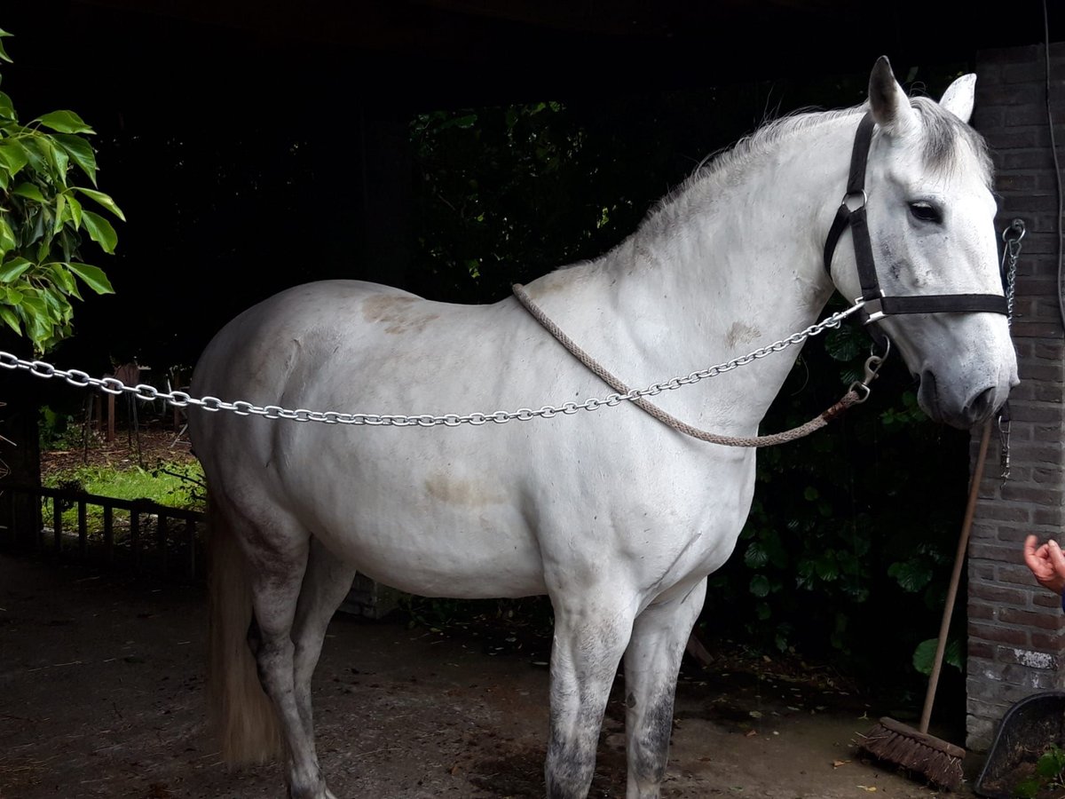 Lusitanos Yegua 17 años 155 cm White/Blanco in Sint-Joris-Weert