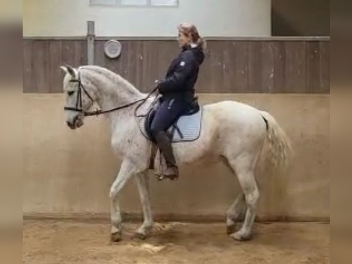 Lusitanos Yegua 19 años 165 cm Tordo picazo in Starnberg