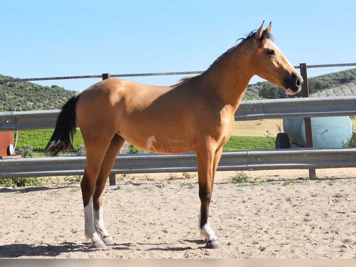 Lusitanos Yegua 2 años 148 cm Bayo in Provinz Cordoba