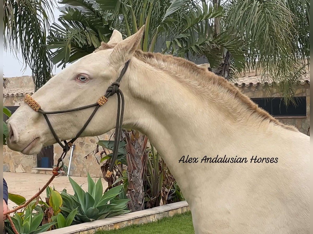 Lusitanos Yegua 2 años 152 cm Perlino in Sevilla