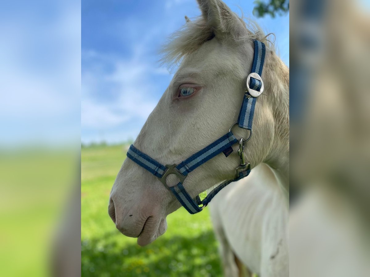 Lusitanos Yegua 2 años 155 cm Perlino in Kodersdorf