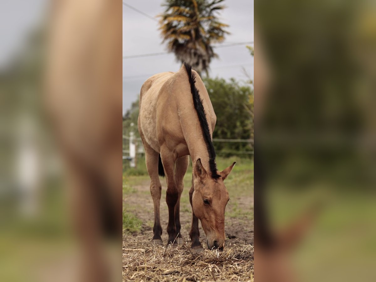 Lusitanos Mestizo Yegua 2 años 160 cm Bayo in Rio Maior
