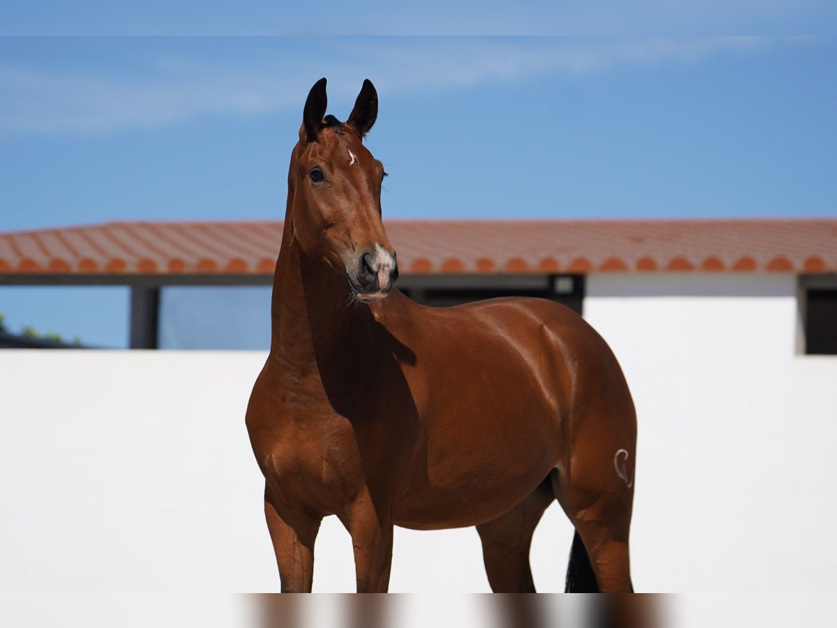 Lusitanos Mestizo Yegua 2 años 165 cm Castaño rojizo in Agua Derramada