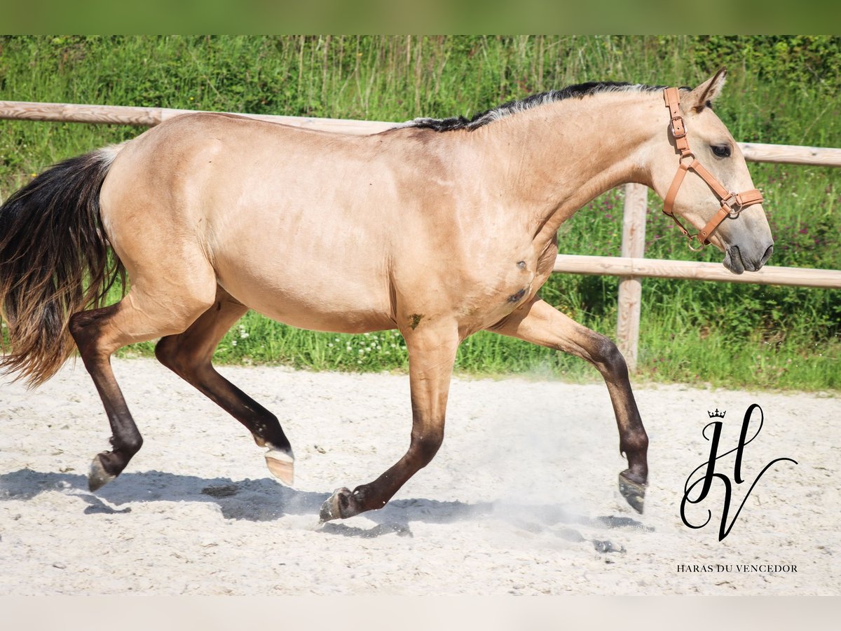 Lusitanos Yegua 2 años Buckskin/Bayo in Marly-sous-Issy