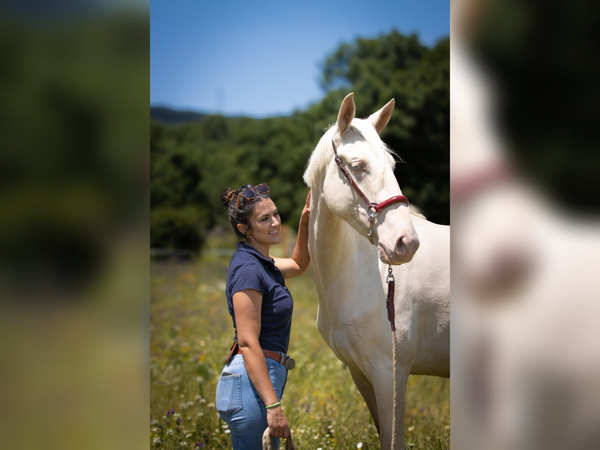 Lusitanos Mestizo Yegua 3 años 161 cm Cremello in Madrid