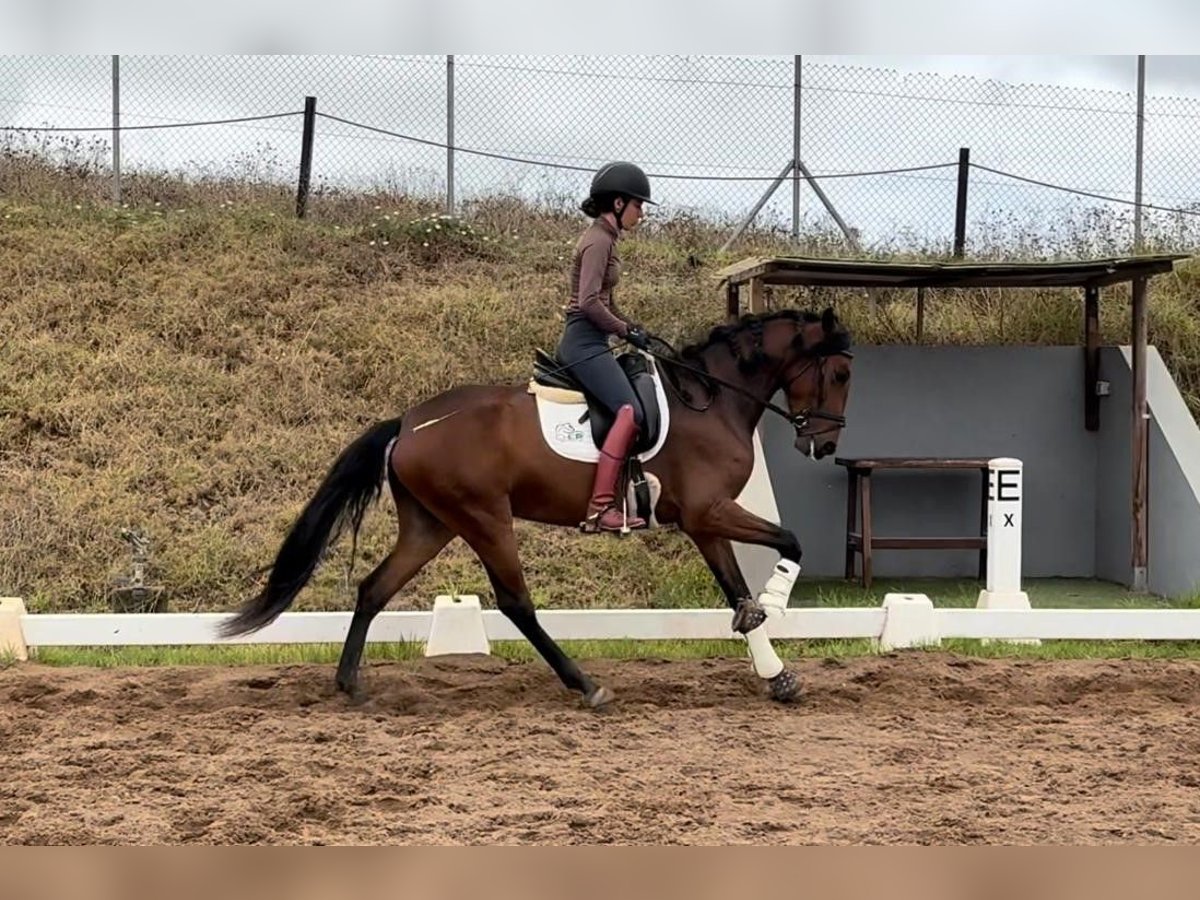 Lusitanos Yegua 4 años 150 cm Castaño in San Cristobal De La Laguna