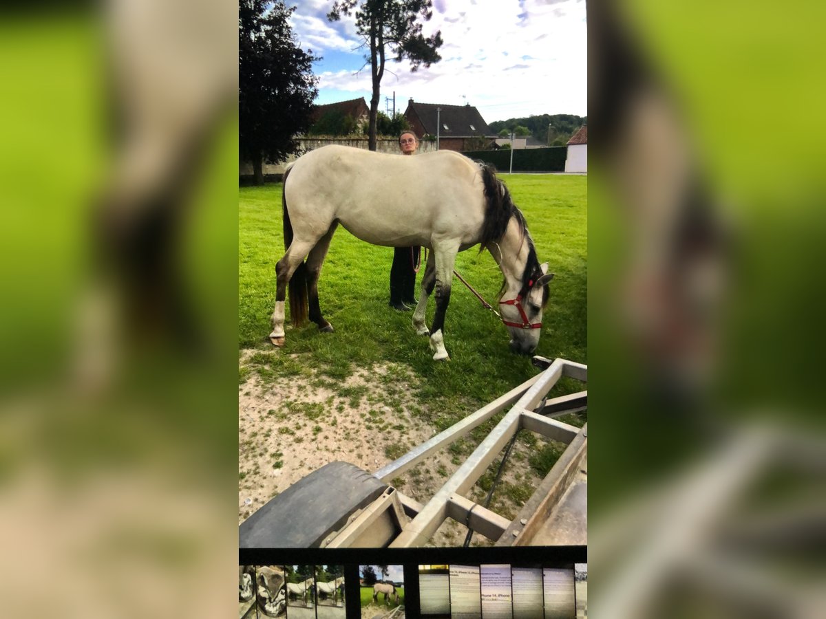 Lusitanos Mestizo Yegua 4 años 161 cm Dunalino (Cervuno x Palomino) in Esquerdes