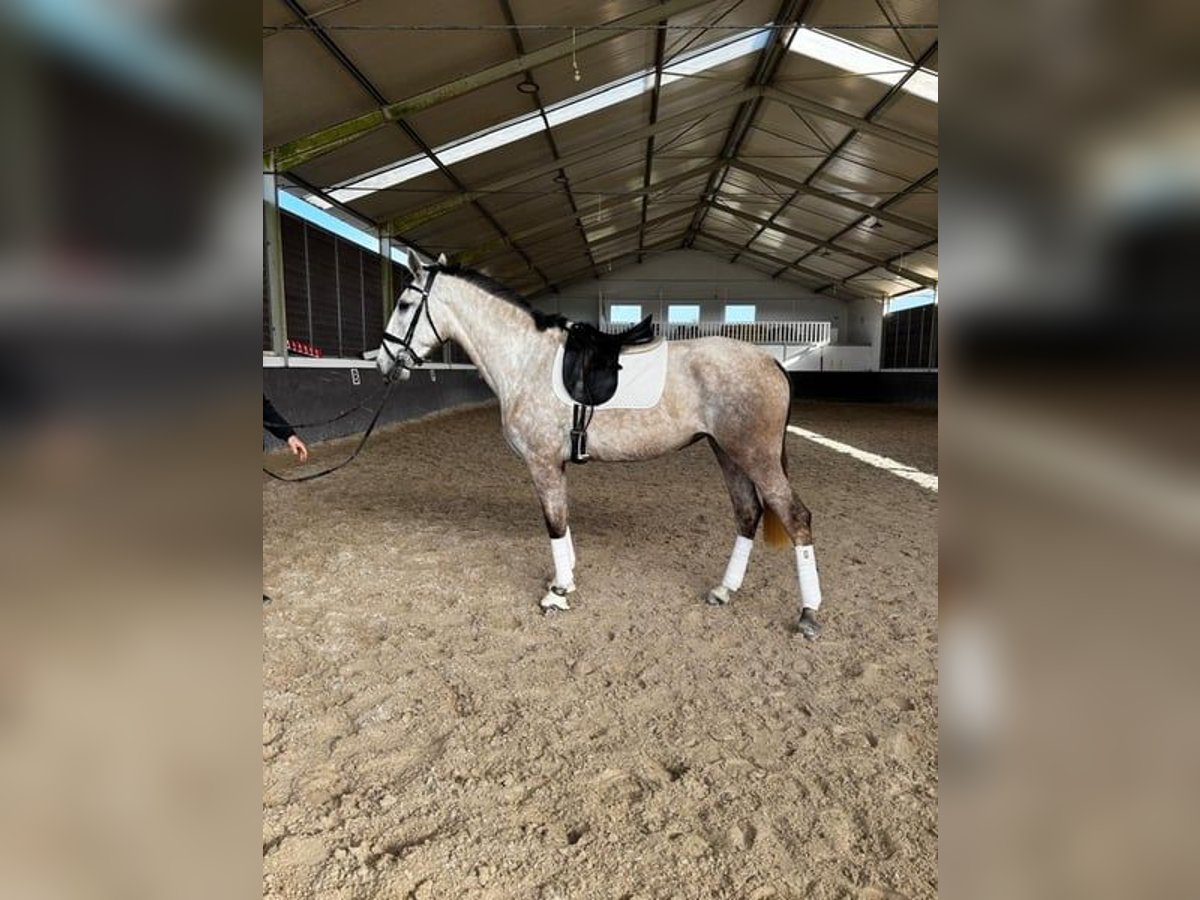 Lusitanos Yegua 4 años 167 cm Tordo in Rio Maior