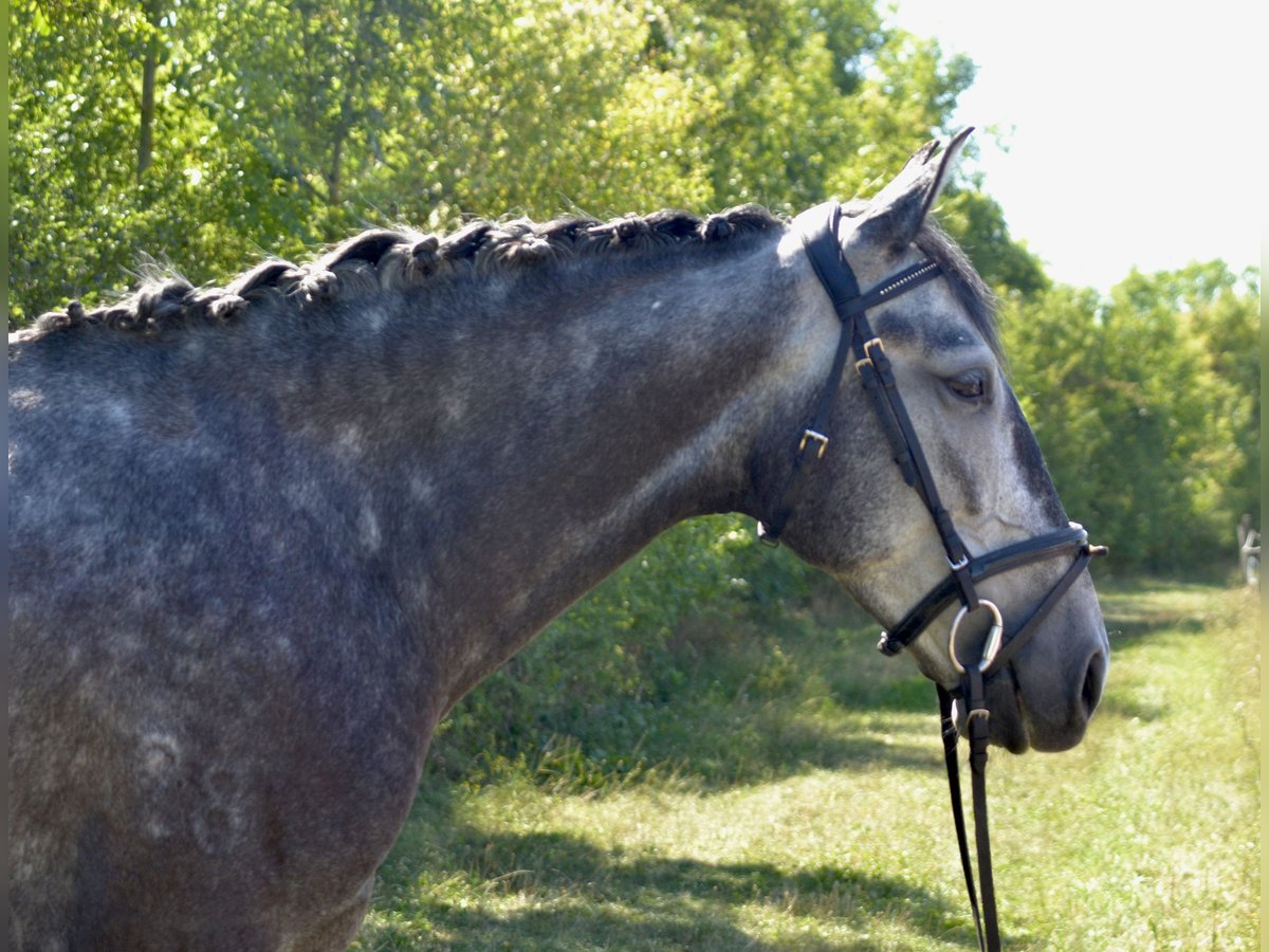 Lusitanos Yegua 5 años 157 cm Tordo rodado in W&#xFC;rzburg