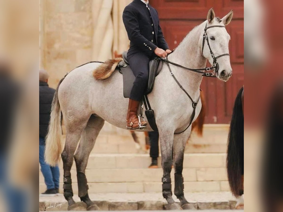 Lusitanos Yegua 6 años 164 cm Tordo in Talarrubias