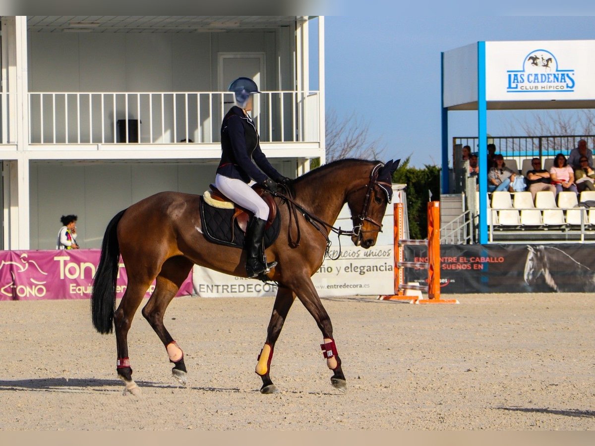 Lusitanos Yegua 7 años 168 cm Castaño oscuro in Madrid