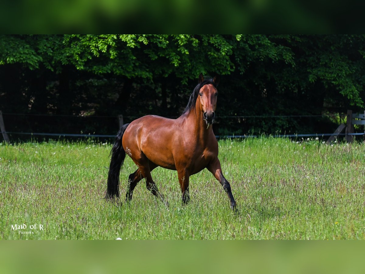 Lusitanos Yegua 9 años 158 cm Castaño in Kiel