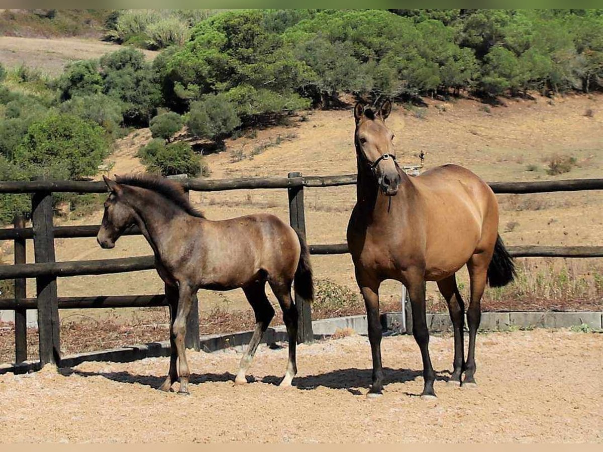 Lusitanos Yegua Potro (04/2024) 125 cm Buckskin/Bayo in Orcier1635 route du prieuré