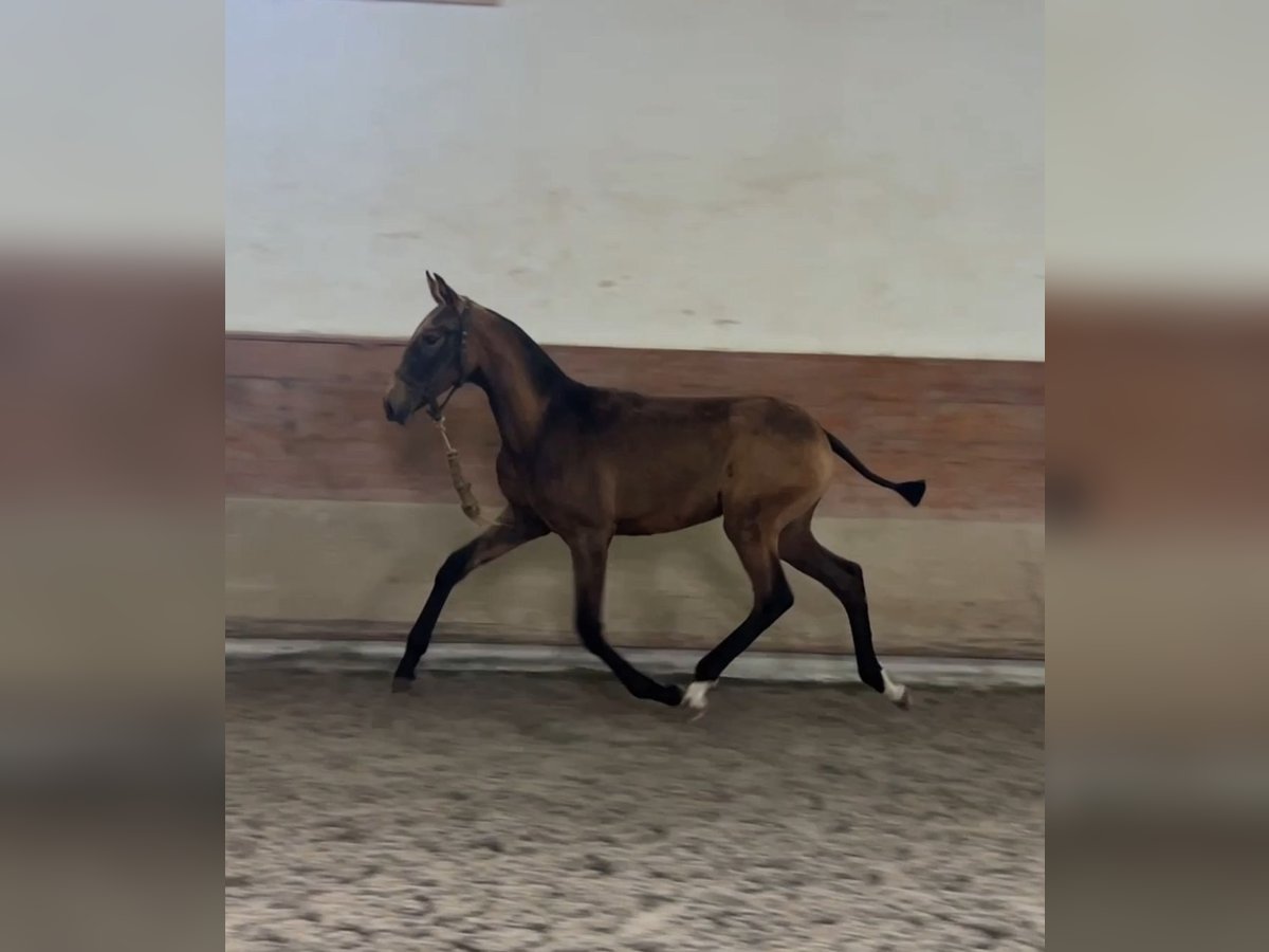 Lusitanos Yegua Potro (04/2025) 163 cm Buckskin/Bayo in Caldas da Rainha Lusitanos Yegua Potro (04/2025) 163 cm Buckskin/Bayo in Caldas da Rainha
