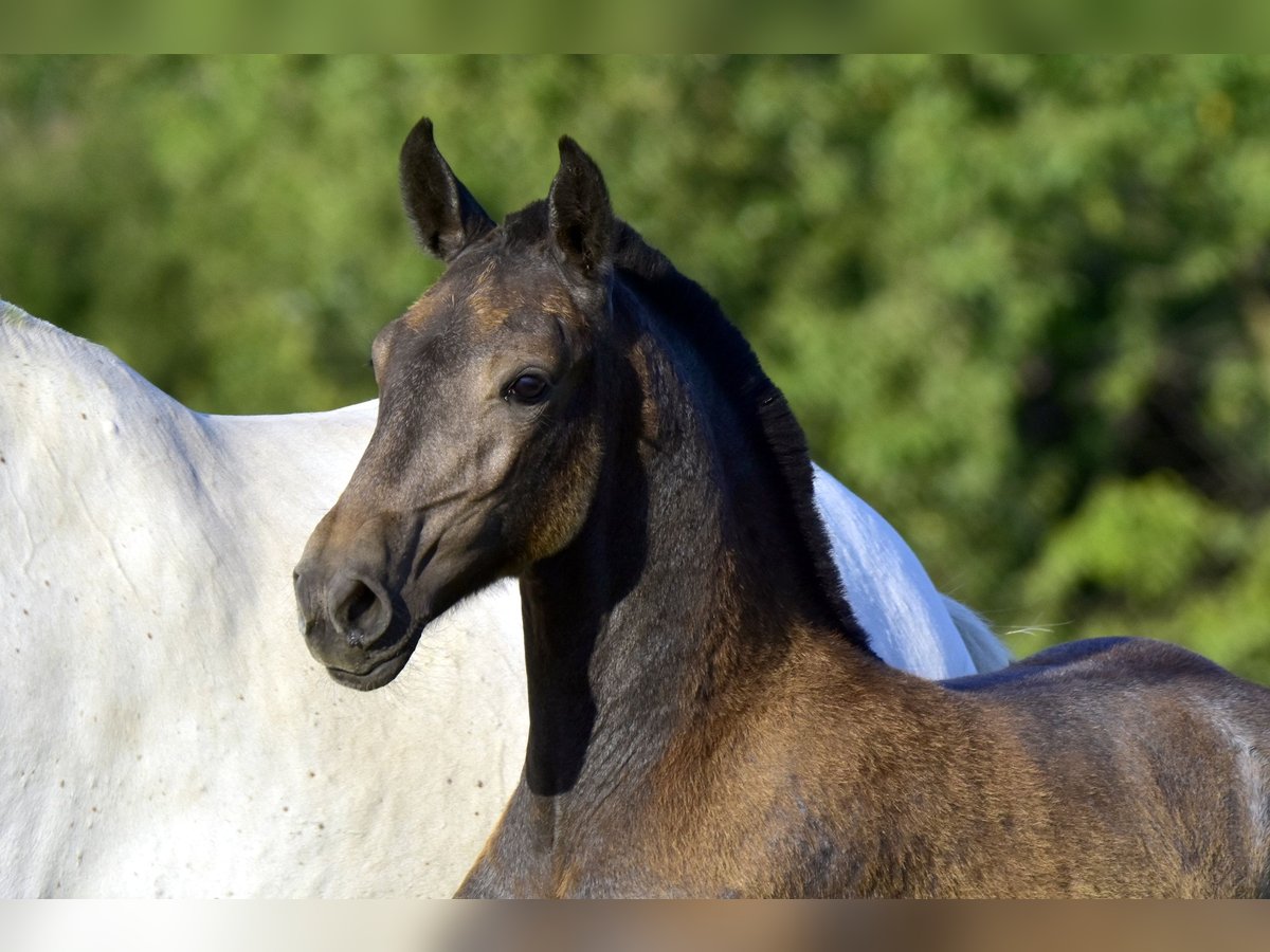 Lusitanos Yegua Potro (01/2024) Musgo in Czech republic, Jablunkov