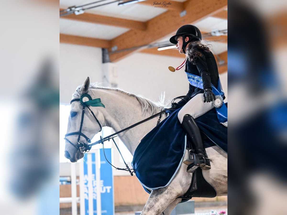 Malopolska horse Gelding 10 years 16,2 hh Gray in Koszalin