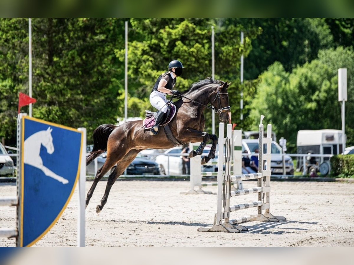 Malopolska horse Gelding 12 years 16 hh Bay-Dark in W&#x119;gr&#xF3;w
