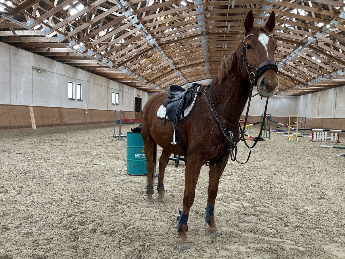 Malopolska horse Gelding 13 years 16,2 hh Chestnut-Red in Nowa wieś Wielka