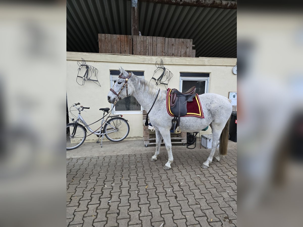 Malopolska horse Gelding 15 years 15,1 hh Gray-Fleabitten in Hattenhofen