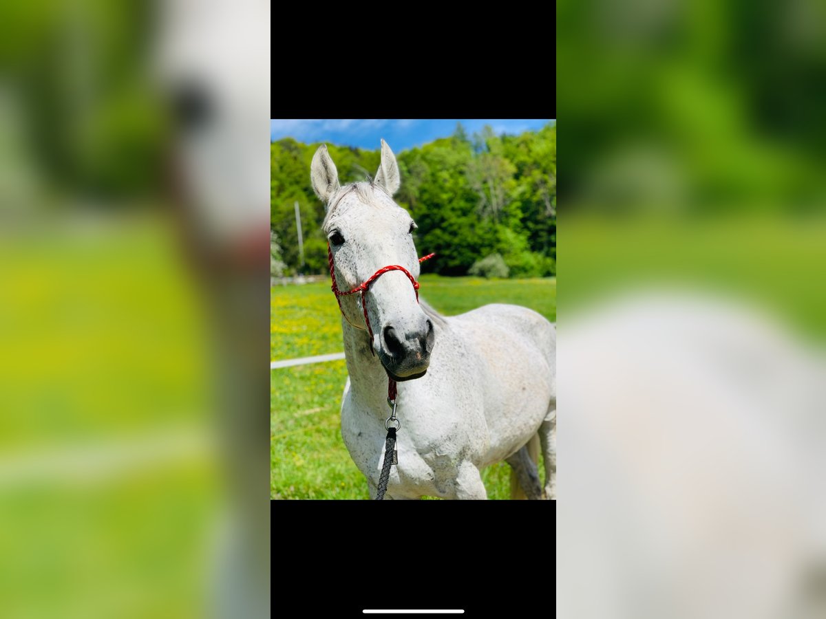 Malopolska horse Gelding 16 years 16,1 hh Gray-Fleabitten in Wattwil