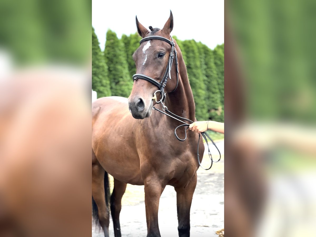 Malopolska horse Gelding 2 years 16,1 hh Bay in Popiel&#xF3;w