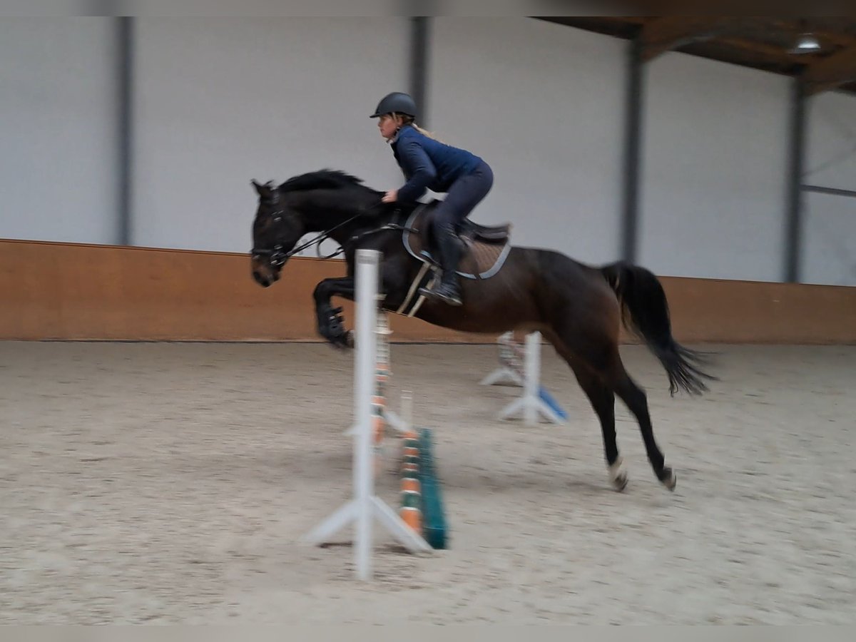 Malopolska horse Gelding 4 years 15,1 hh Bay-Dark in Strzyżewice