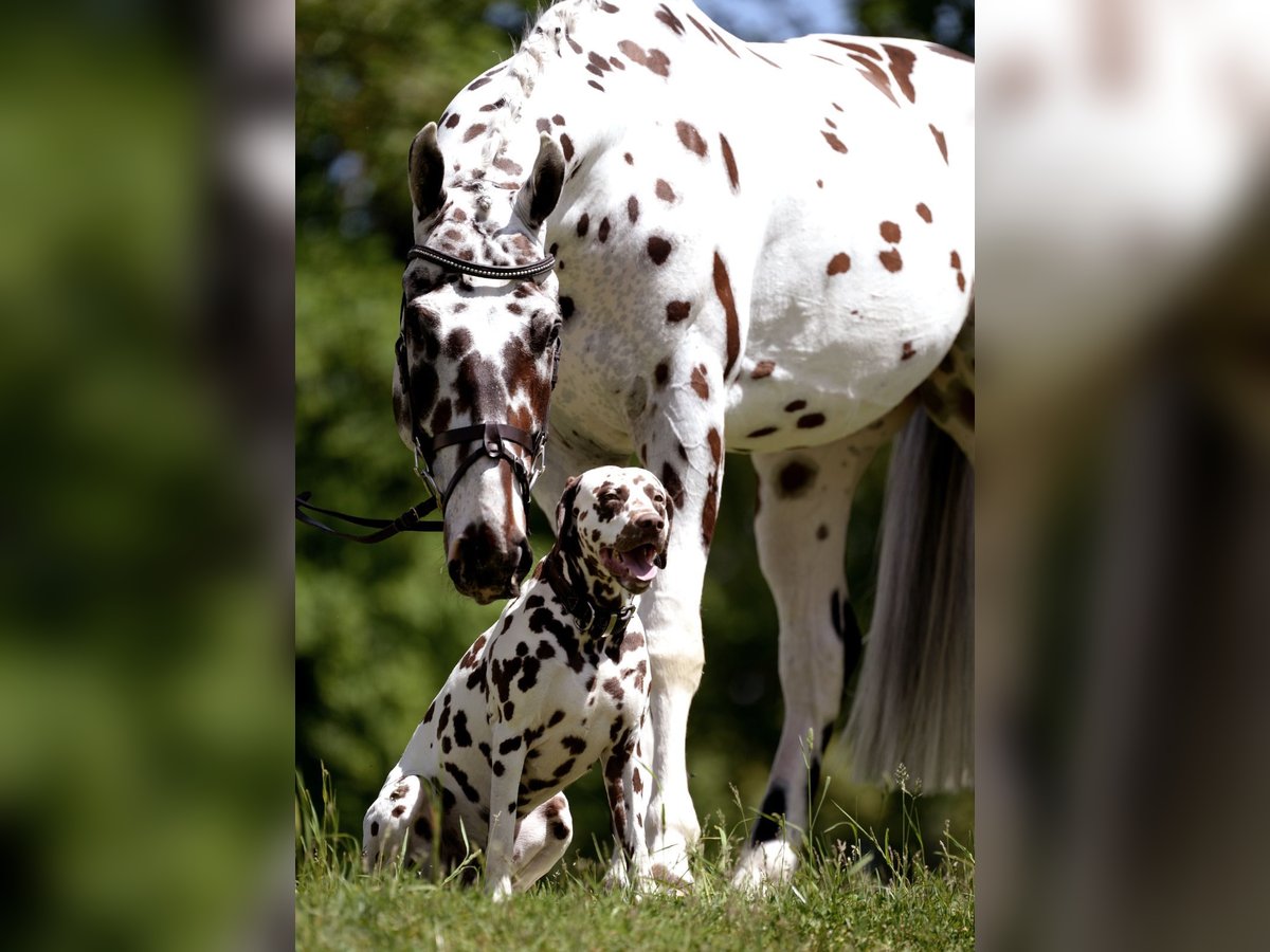 Malopolska horse Gelding 4 years 16 hh Leopard-Piebald in Rosenheim