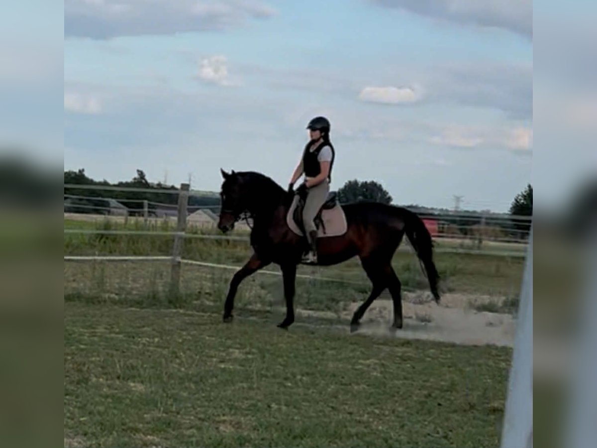 Malopolska horse Gelding 6 years 16 hh Bay-Dark in Spiczyn