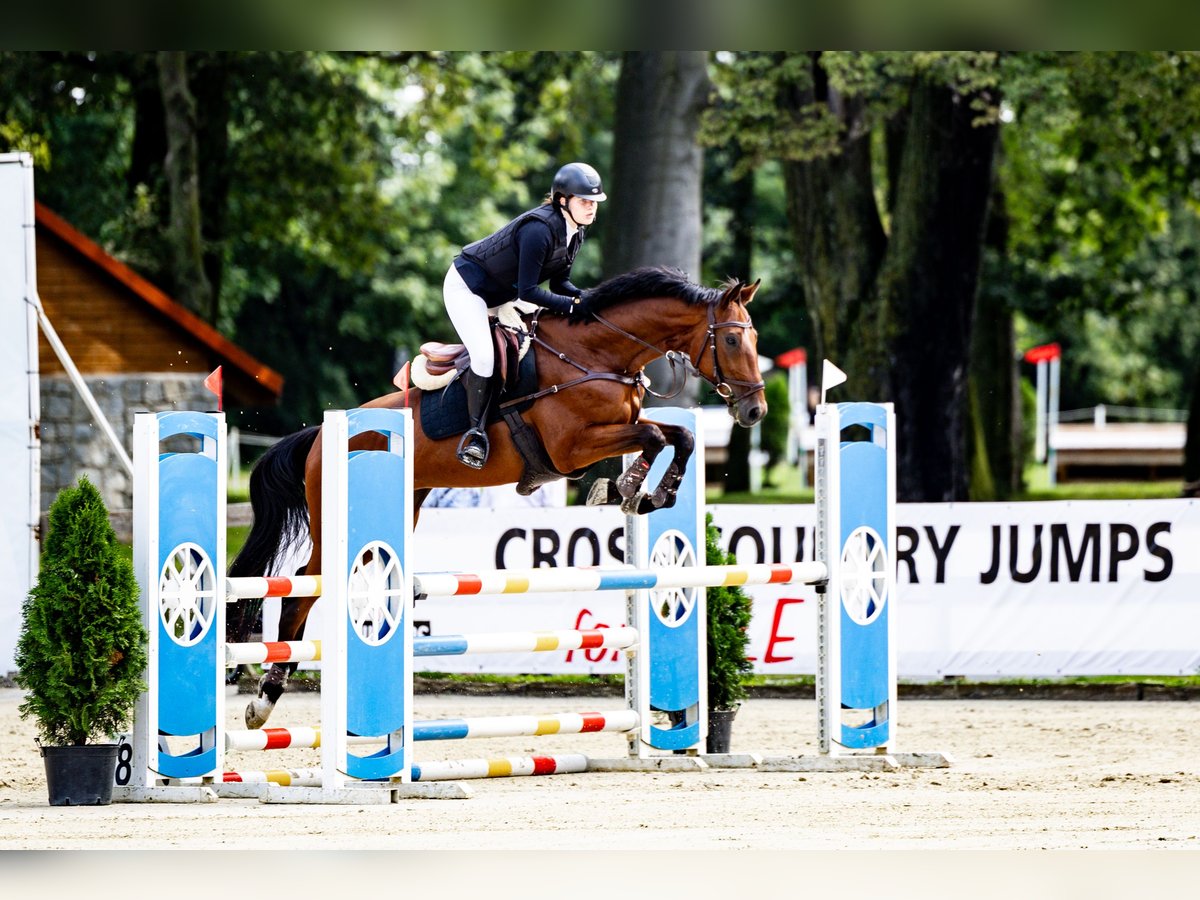 Malopolska horse Gelding 7 years 16 hh Brown in Halin&#xF3;w