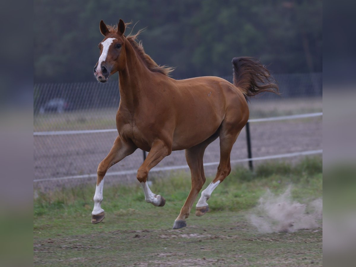 Malopolska horse Gelding 7 years 16 hh Chestnut-Red in Bia&#x142;a Podlaska