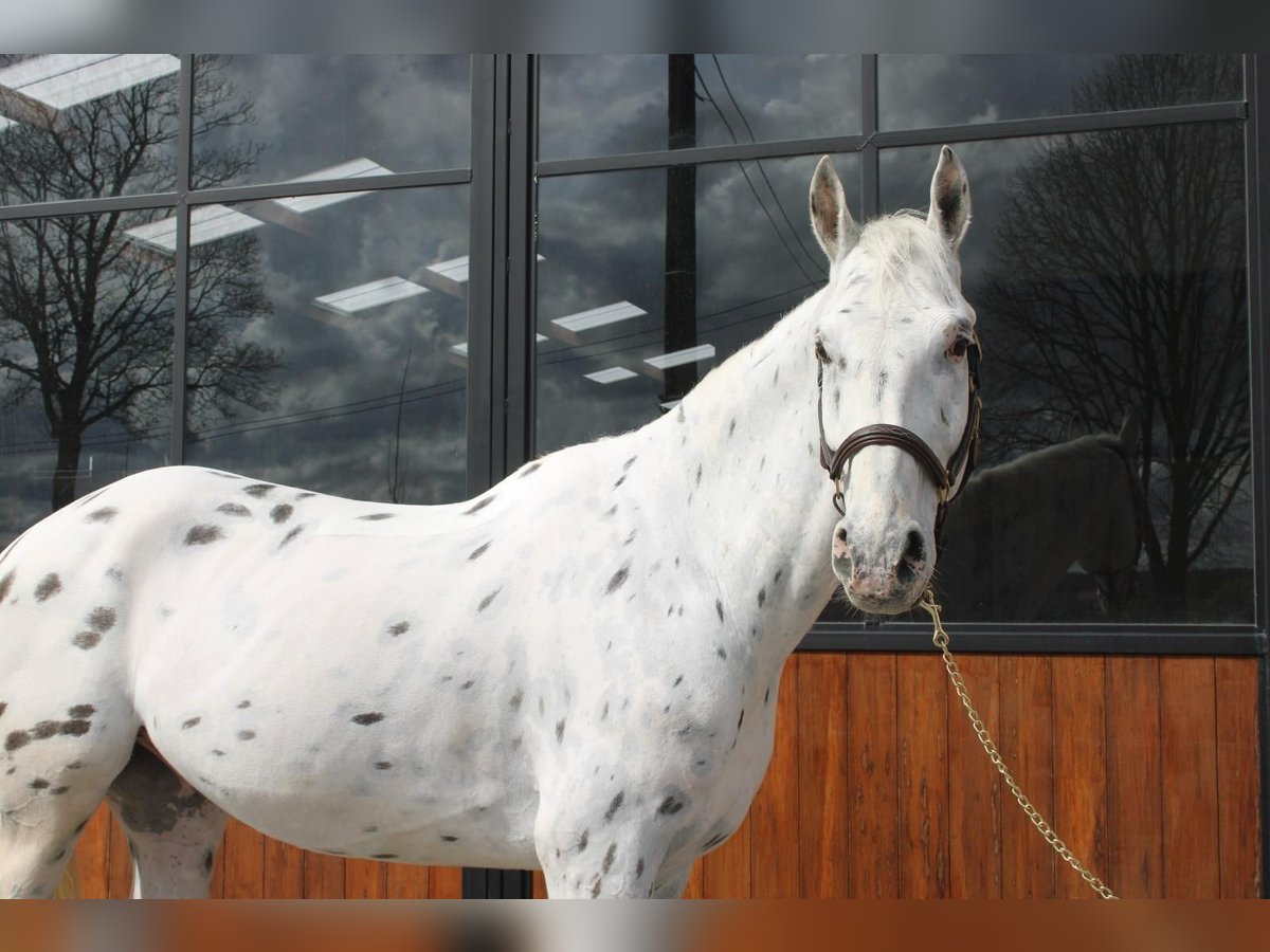 Malopolska horse Gelding 7 years 17,2 hh Leopard-Piebald in Wezembeek-Oppem
