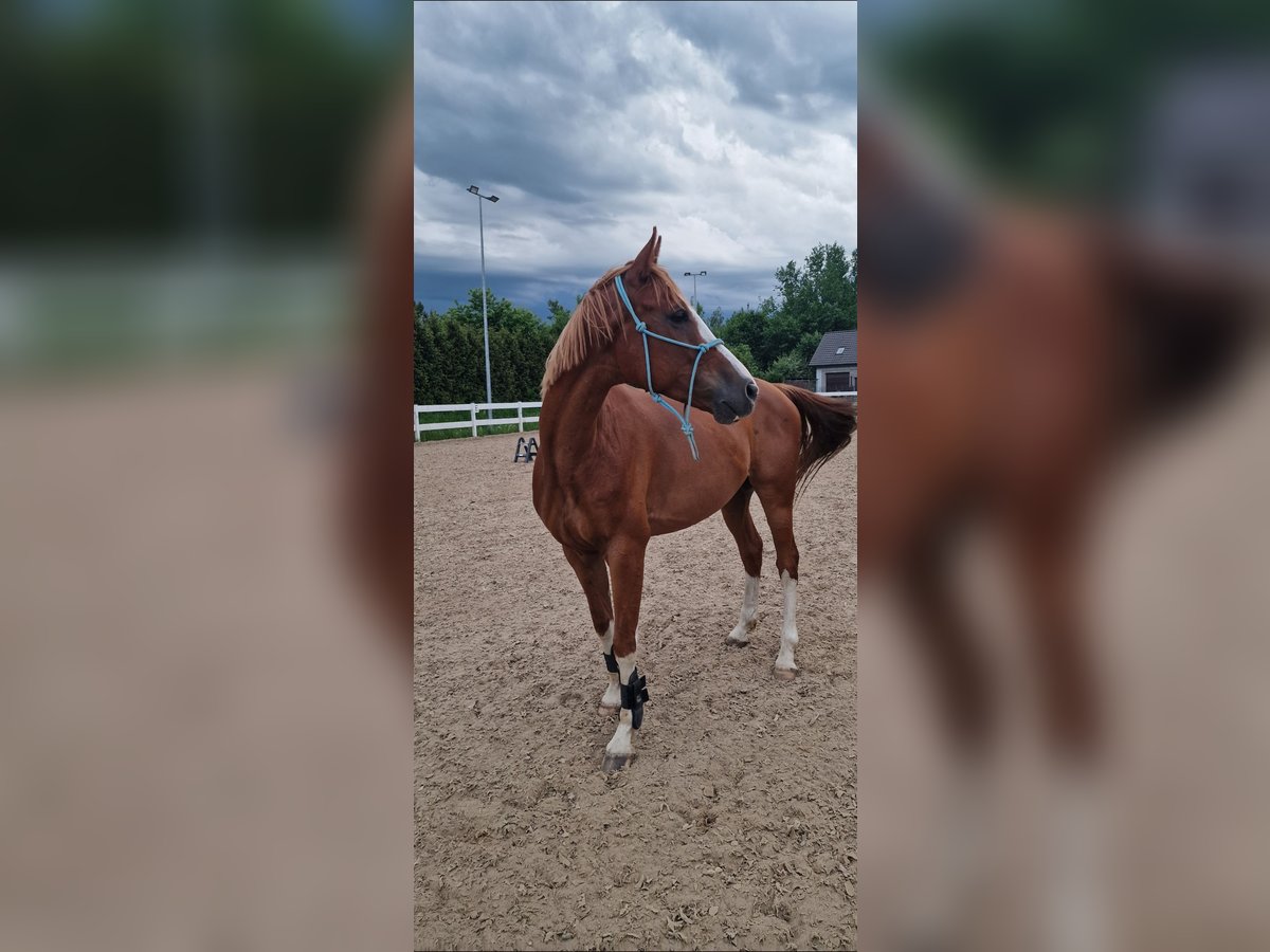 Malopolska horse Gelding 9 years 15,3 hh Chestnut-Red in Kraków