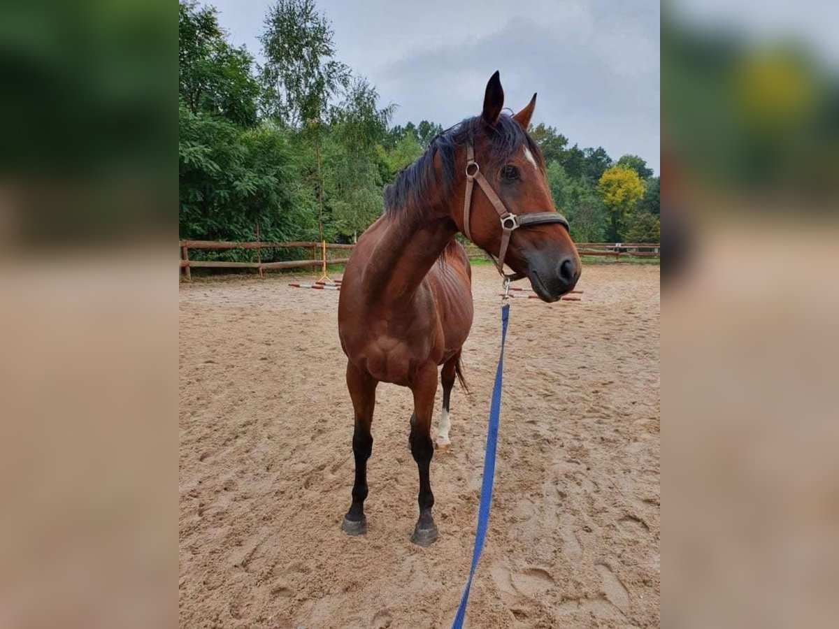 Malopolska horse Mix Mare 12 years 15,2 hh Brown in Szczepanów