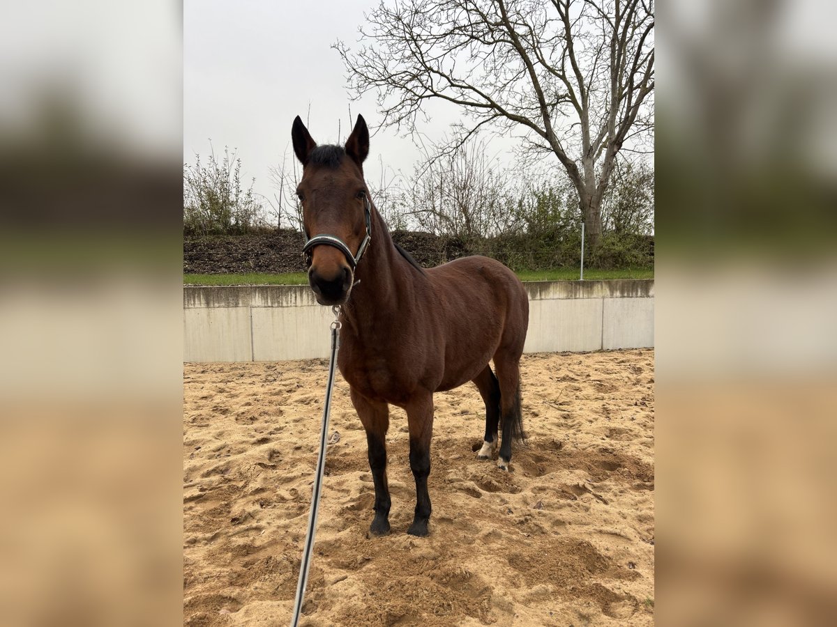 Malopolska horse Mare 13 years 15,2 hh Brown in Martinsheim